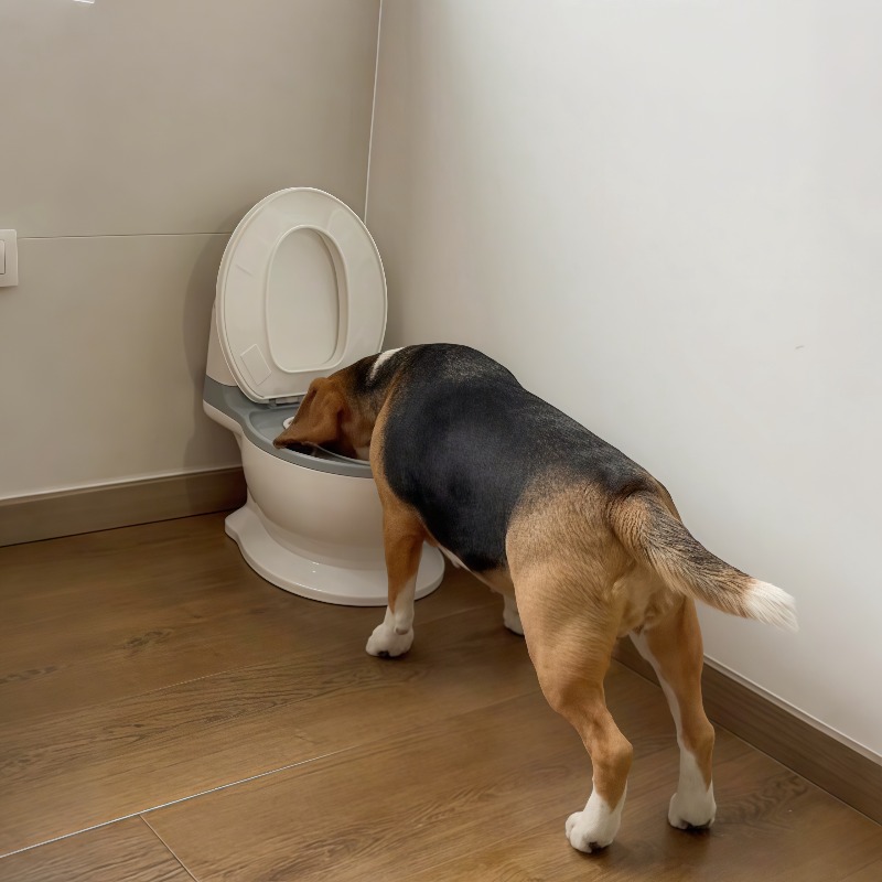 Pet Feeders - وعاء تغذية بطيء للكلاب بتصميم مبتكر