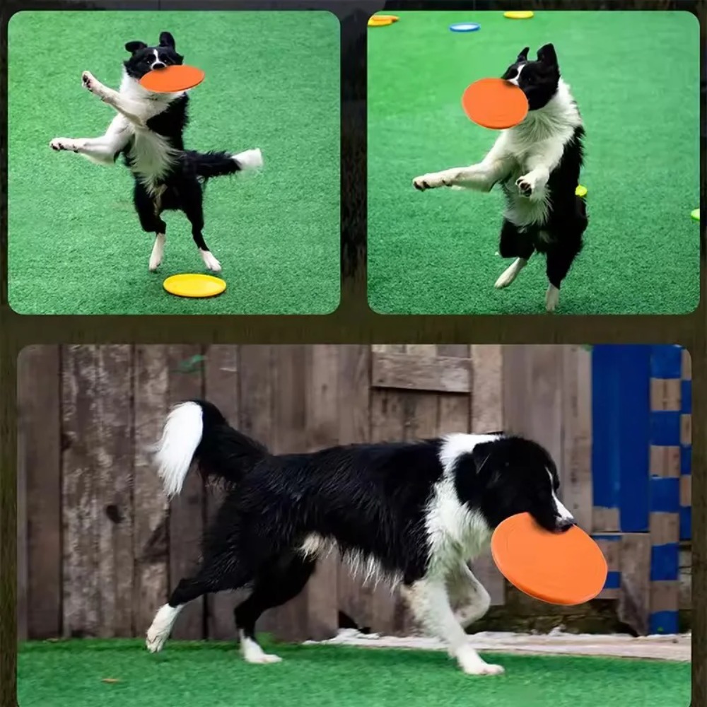 قرص طائر للكلاب من مادة TPR، ل - مراجعة Flying Disc Dog Training Toy وسعره